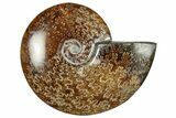 Polished Cretaceous Ammonite (Cleoniceras) Fossil - Madagascar #305949-1